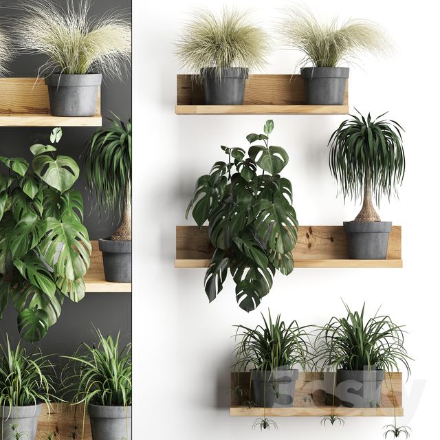 Vertical gardening. 48 Shelf with flowers, monstera, dracaena, Chlorophytum, indoor plants, eco design