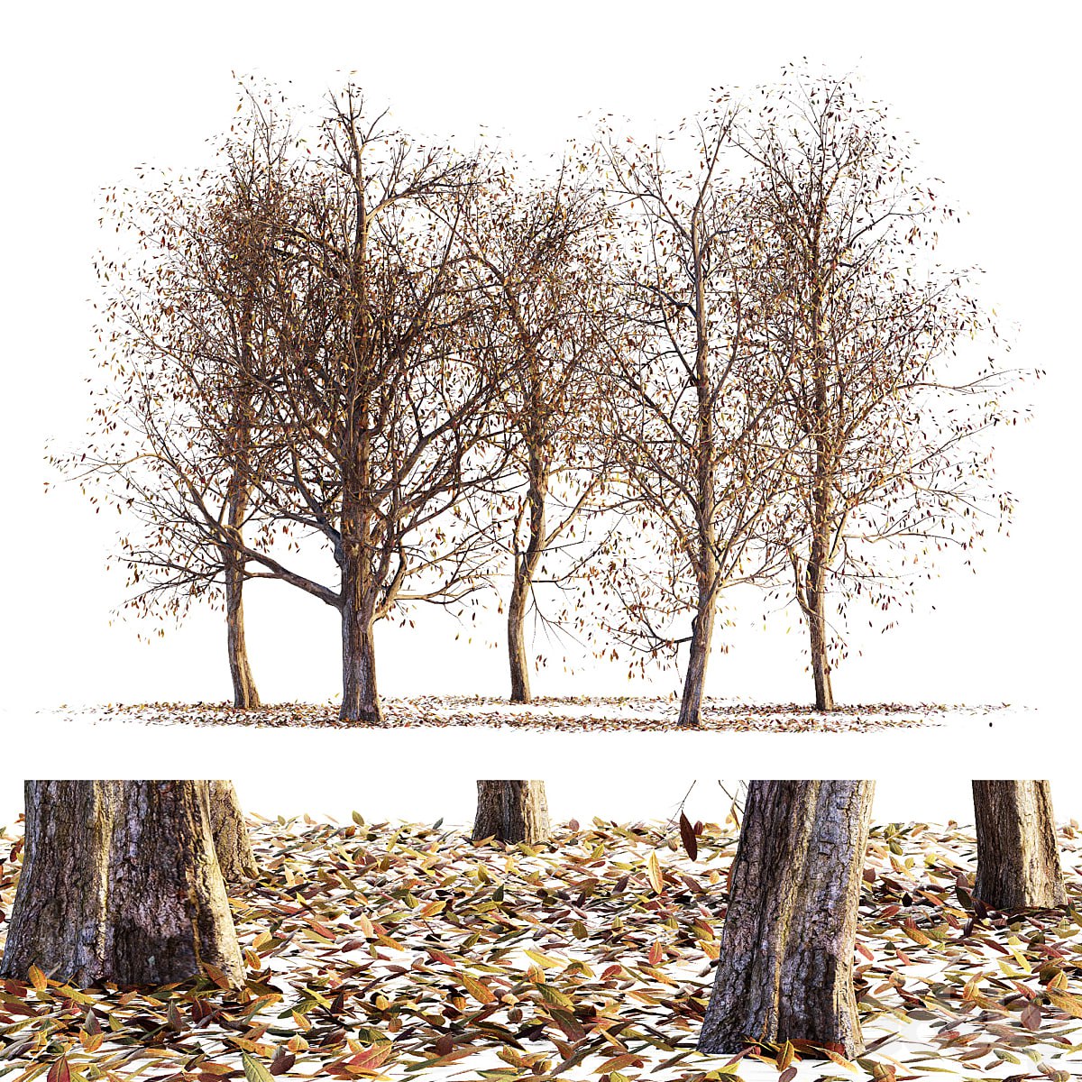 Collection of dry autumn trees 001