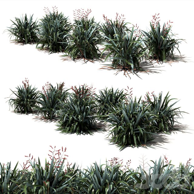 New Zealand Flax - Phormium tenax