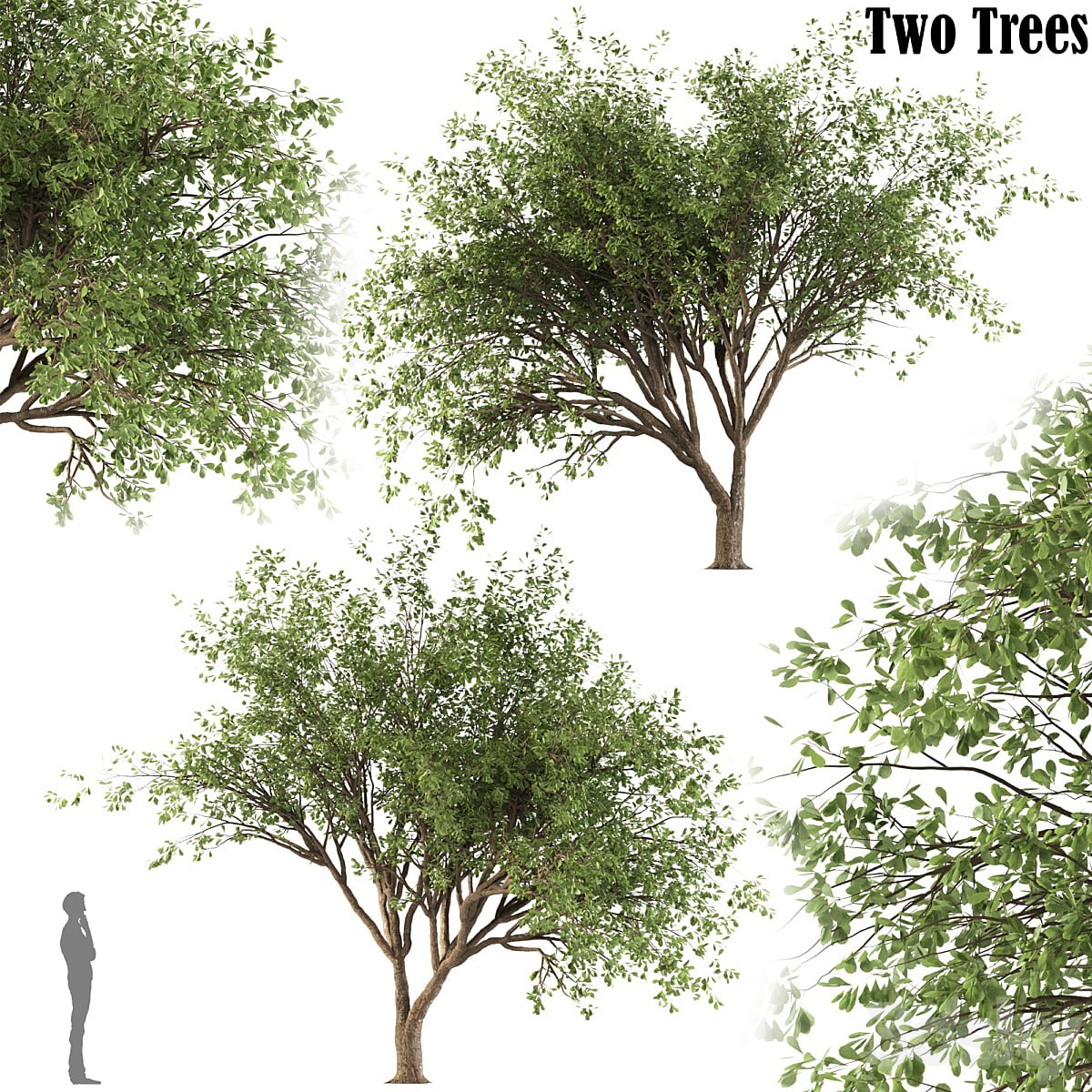 Chinese Stewartia tree (two trees)