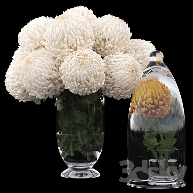 Chrysanthemums 1