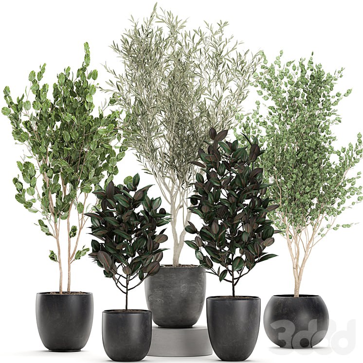 Plant collection 701. Olive, flowerpot, ficus, tree, pot, ficus abidjan, set, decorative #