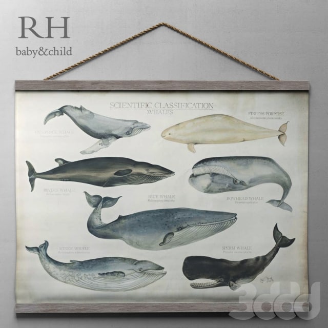 RH / SCIENTIFIC WHALE TAPESTRY ;