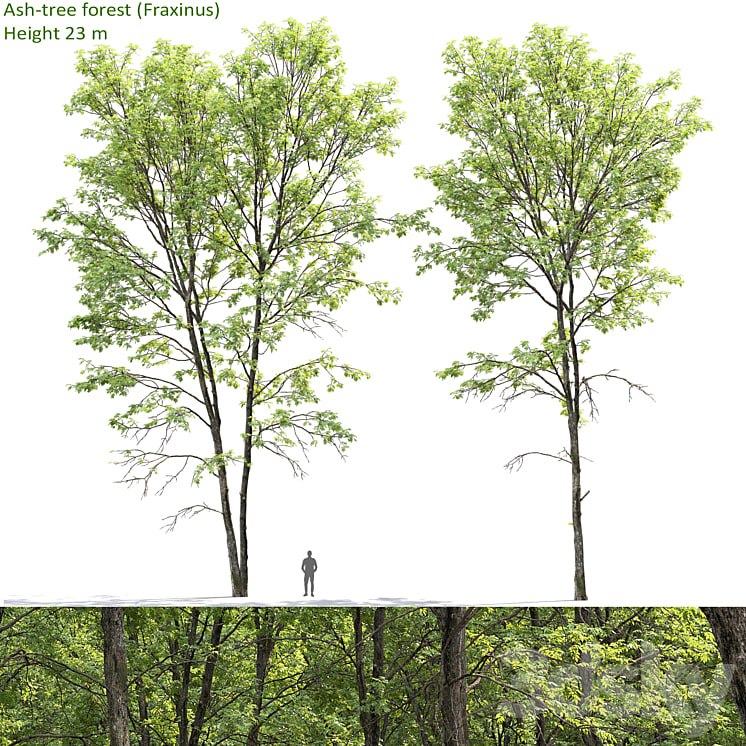 Ash-tree forest (23m)