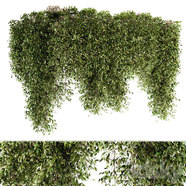 Outdoor Plant Set 96 - Hanging Plants