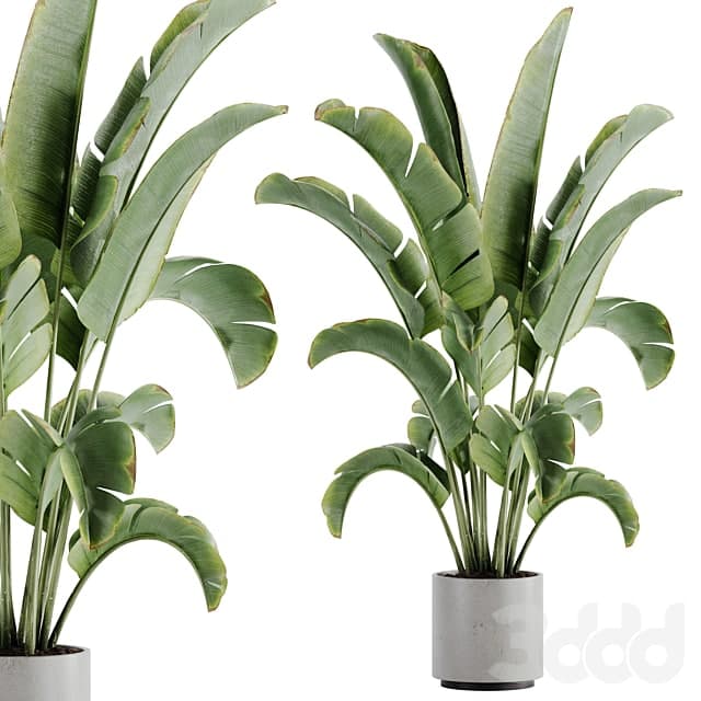 indoor plant Set 15