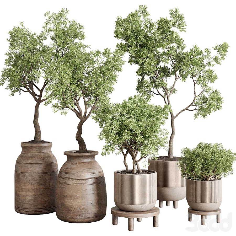 wood collection indoor outdoor plant 141 vase concrete old pot tree vray