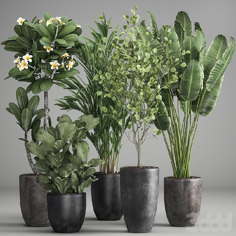 Plant collection 984. strelitzia, tree, ficus, plumeria, black pot, Hazel
