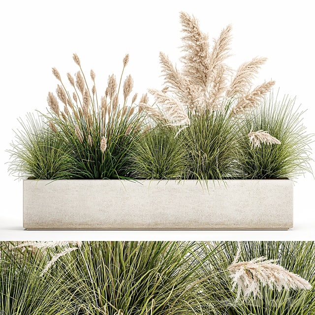 Plant collection 1077. pampas grass, reeds, flower bed, bushes, landscaping, white, flower bed, natural decor
