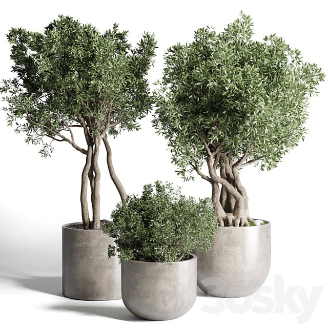 Collection Outdoor Indoor plant 77 concrete dirt vase pot tree bush