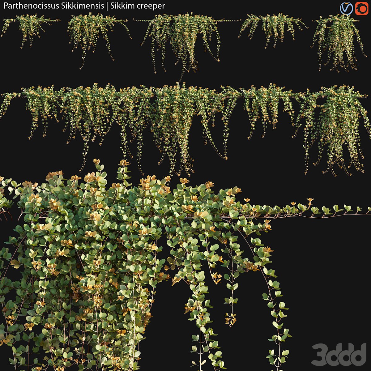 Parthenocissus Sikkimensis - Sikkim creeper - 02