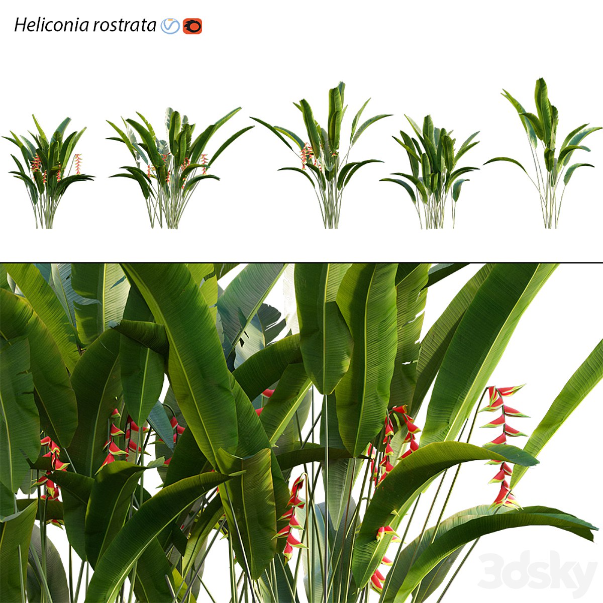 Heliconia 02