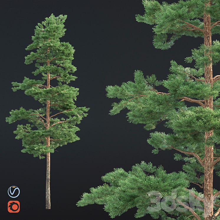 Pine