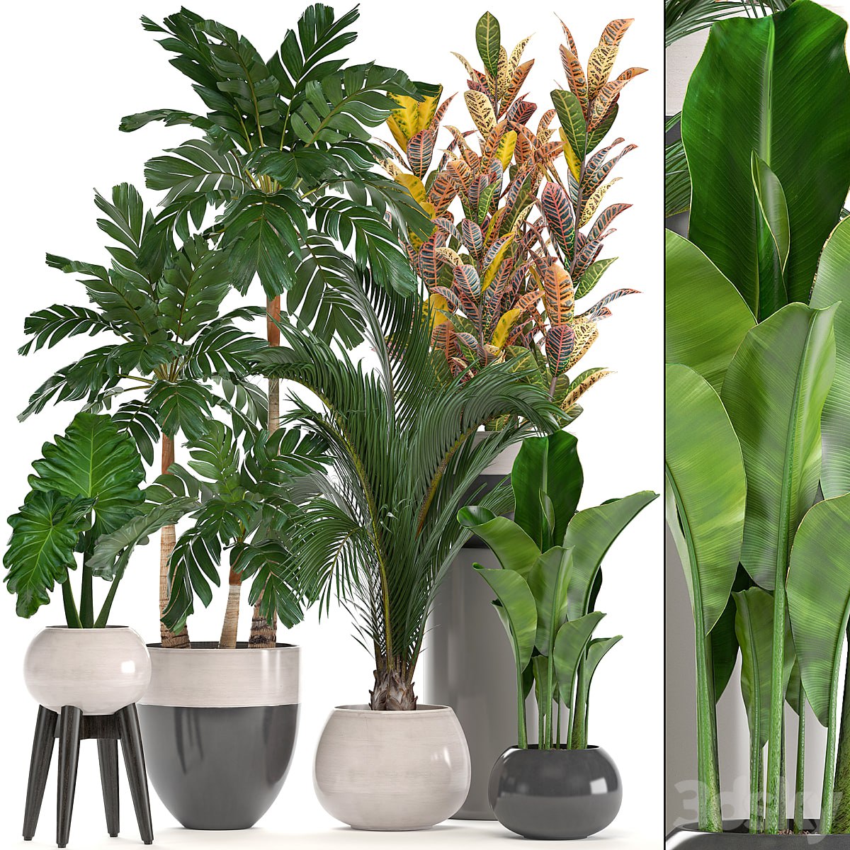 Collection of plants. Hamedorea, banana, croton, alocasia, flowerpot, indoor plants, palm