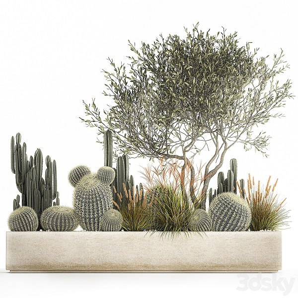 Plant collection 1105. cacti, reeds, tree, olive, olive, cereus, trichocereus, echinocactus, hedgehog cactus, Barrel cactus, landscape design