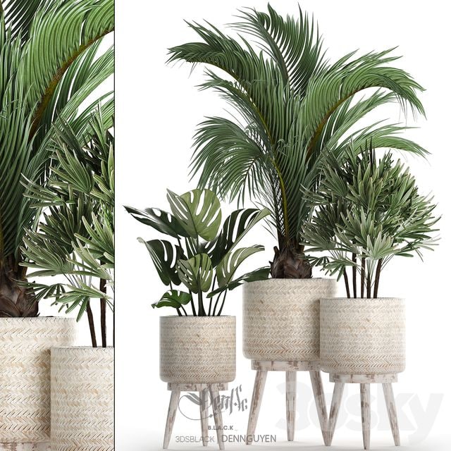 Plant Collection 427. Rapis, monstera, indoor plants, Scandinavian style, eco design, natural materials, Raphis Palm
