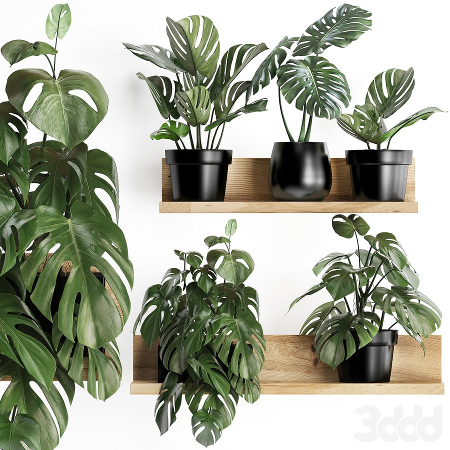 Plant Collection 403. Shelf with flowers, Monstera, shelf with plants, black pot, indoor plants, eco design