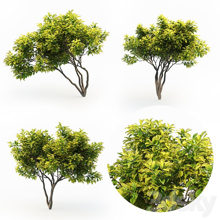 Magnolia (4m) 3 Tree Set