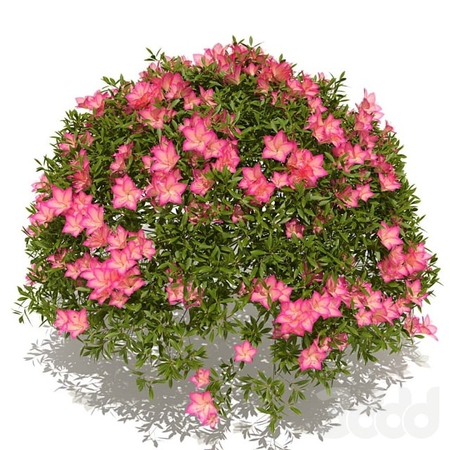 azalea bush