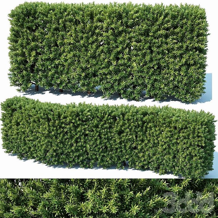 Taxus Baccata # 2 modular hedge 80cm