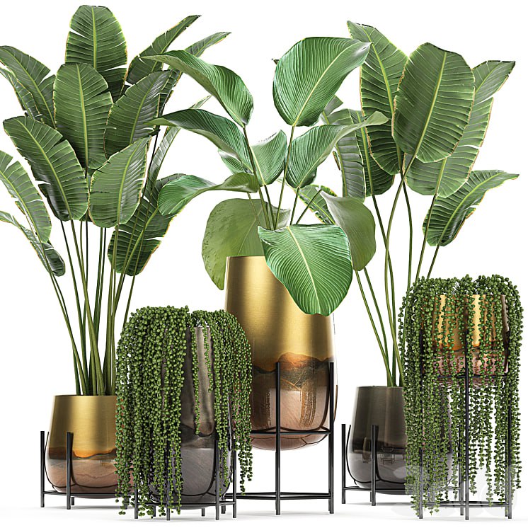Plant collection 768. golden flowerpot, banana, strelitzia, groundsel, pot, luxury, decor, succulents, strelitzia, banana palm, calathea lutea, hanging plants