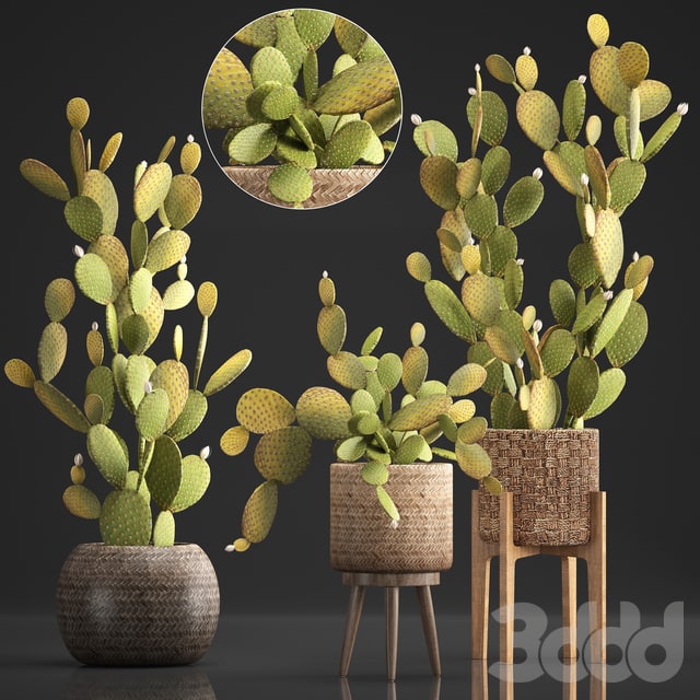 Collection of plants 307