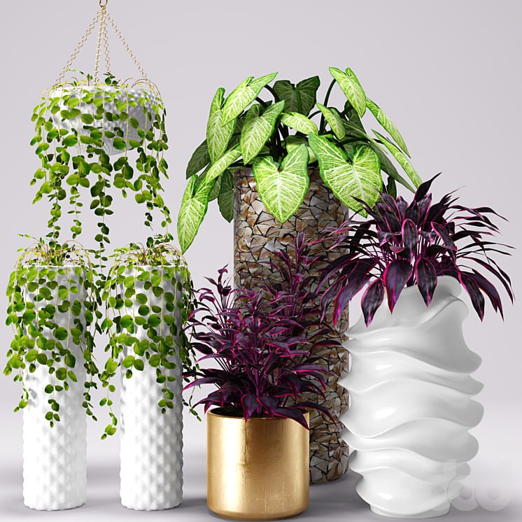 Plants in pots, white pot, flowerpot, flower