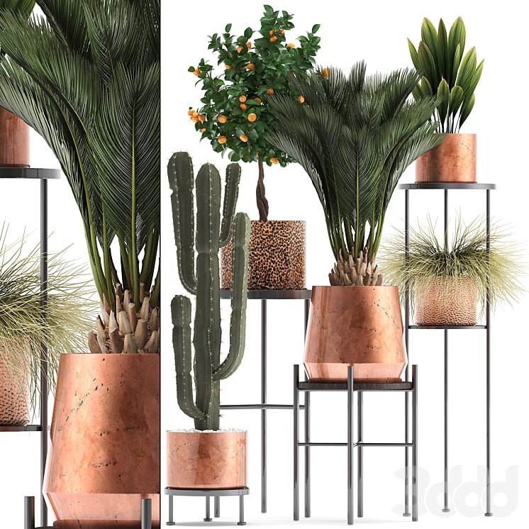 Plant collection 288. Copper pot, flower shelf, stand, cactus, palm tree, cycas, copper, tangerine, flower, bush, interior, metal, loft