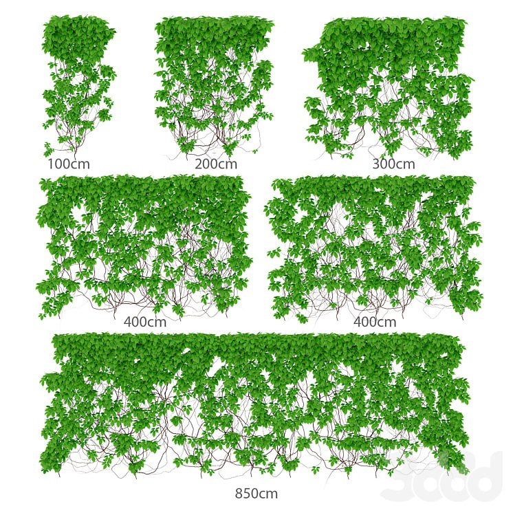 Leaves of maiden grapes. 6 sizes