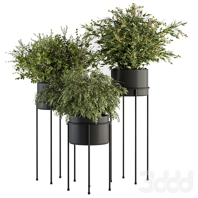 indoor Plant Set 371- Bush and Plant Set in Black stand