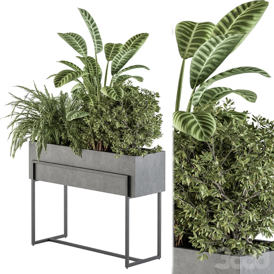 indoor Plant Set 321 - Plant Set in Black Box