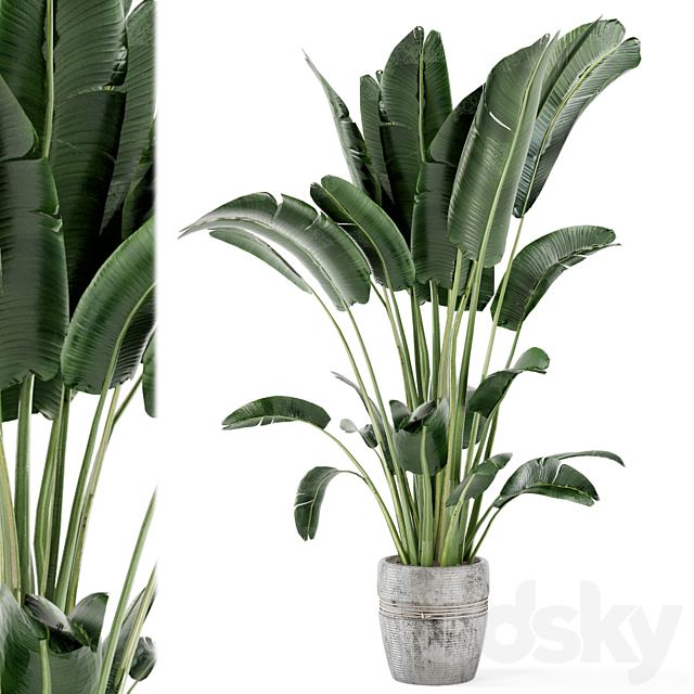 Indoor Plants in rusty Concrete Pot - Set 124