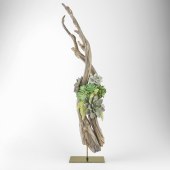 Composition of succulents