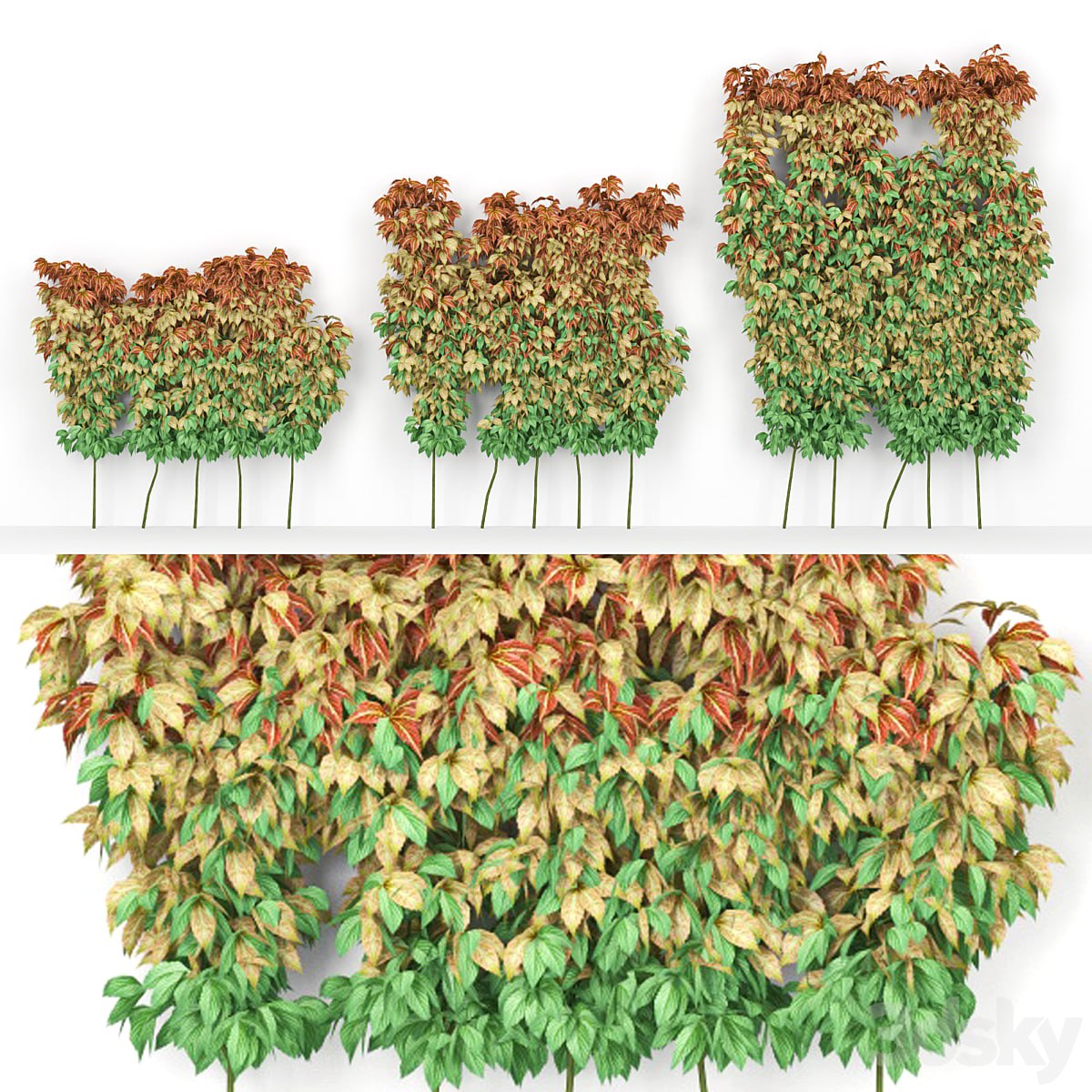 Maiden grapes five-leafed parthenocissus quinquefolia