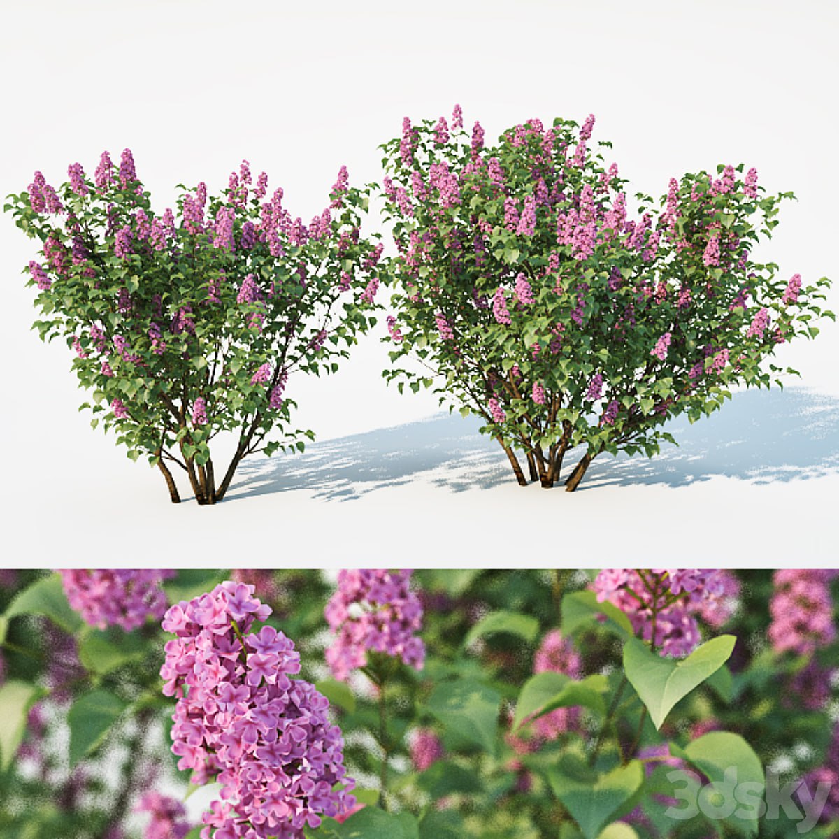 Lilac, Syringa vulgaris. 2 sizes