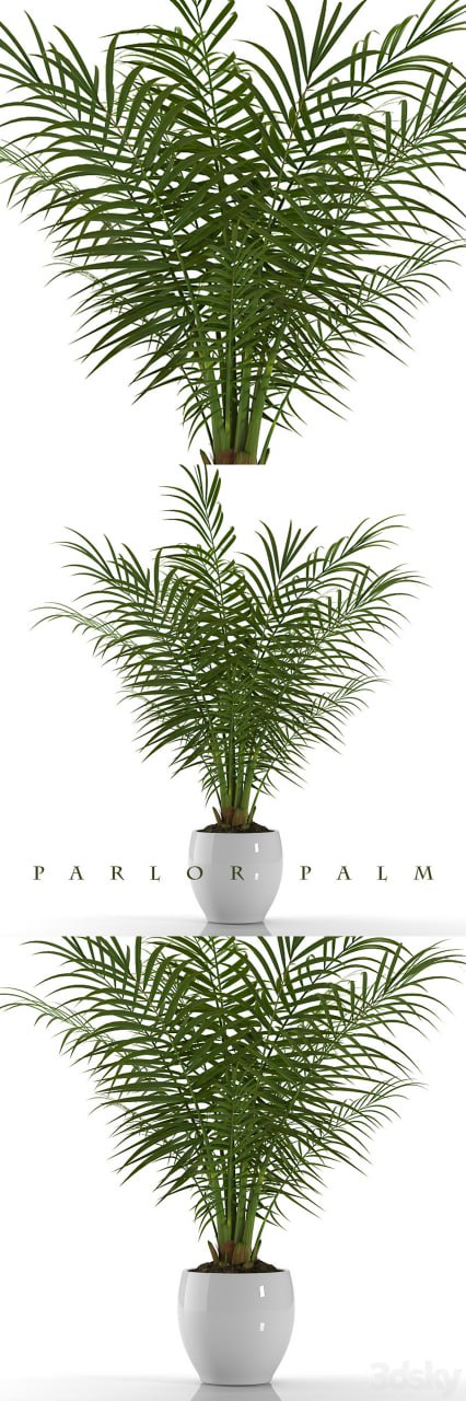 PARLOR PALM P23