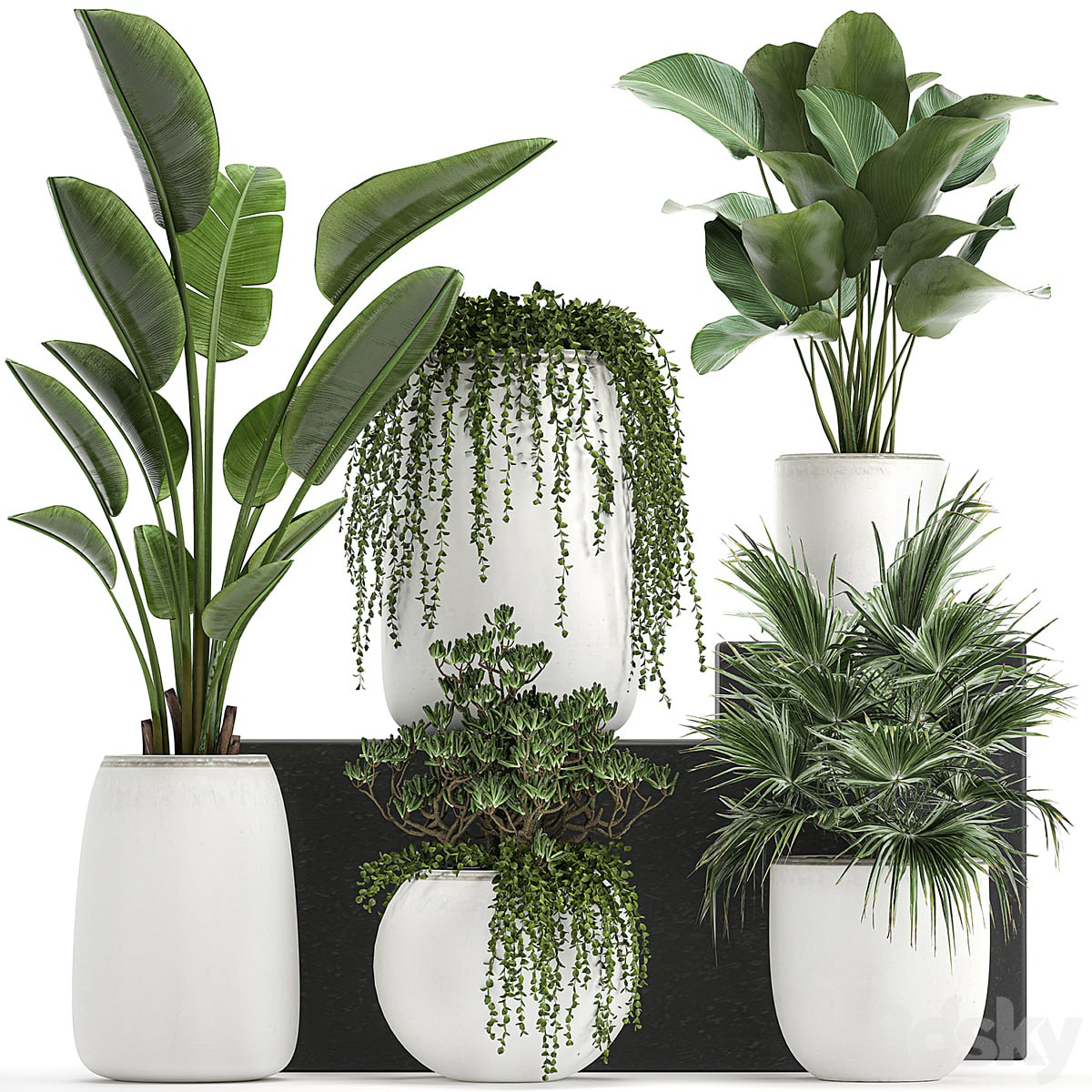 Plant collection 818. White flowerpot, pot, Banana, fan palm, Calathea, Crassula, Scandinavian style, succulents, interior