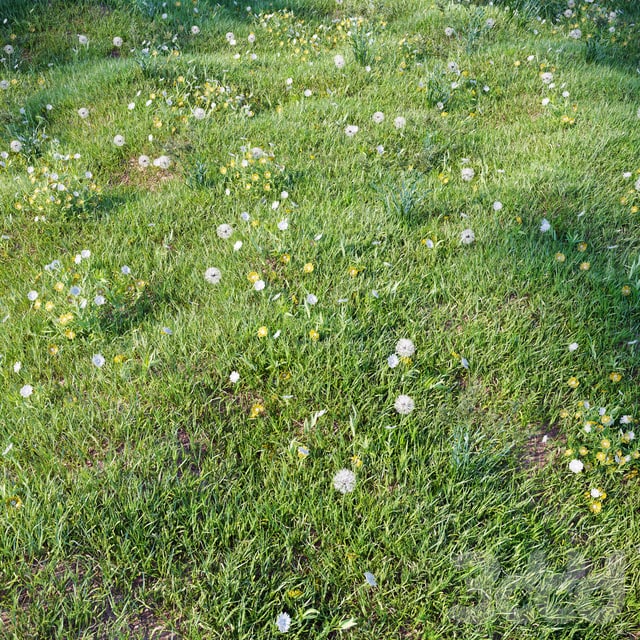 grass_for_landscaping_set03