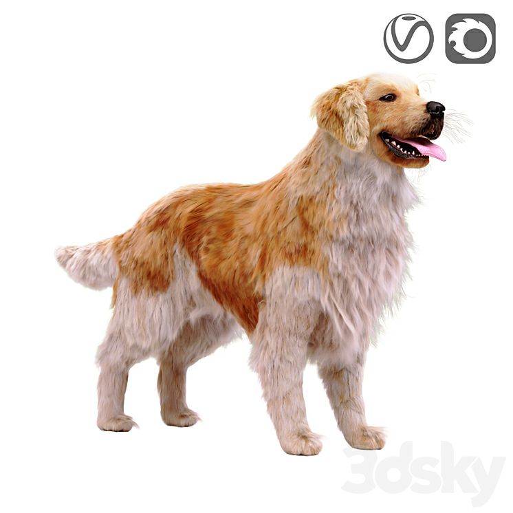 Golden retriever
