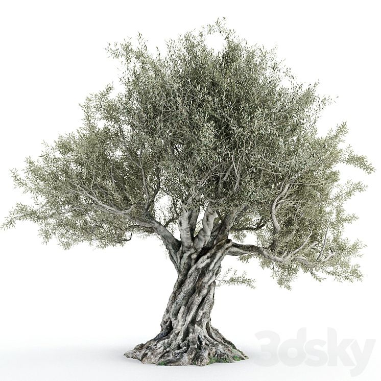 Olive tree 2