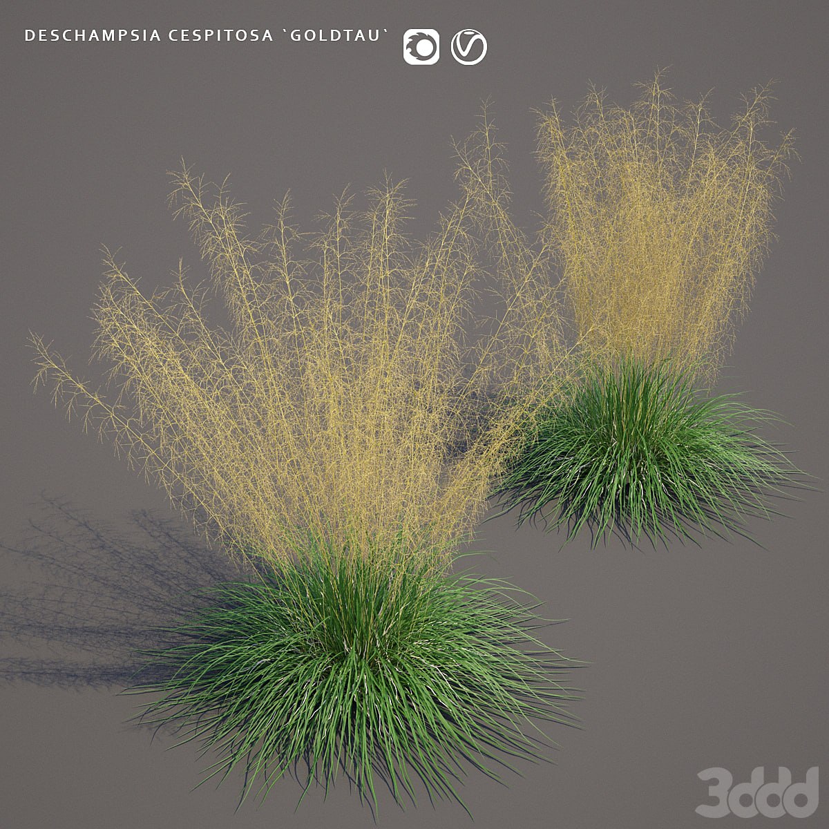 Pike turfy Lugovik | Deschampsia cespitosa goldtau