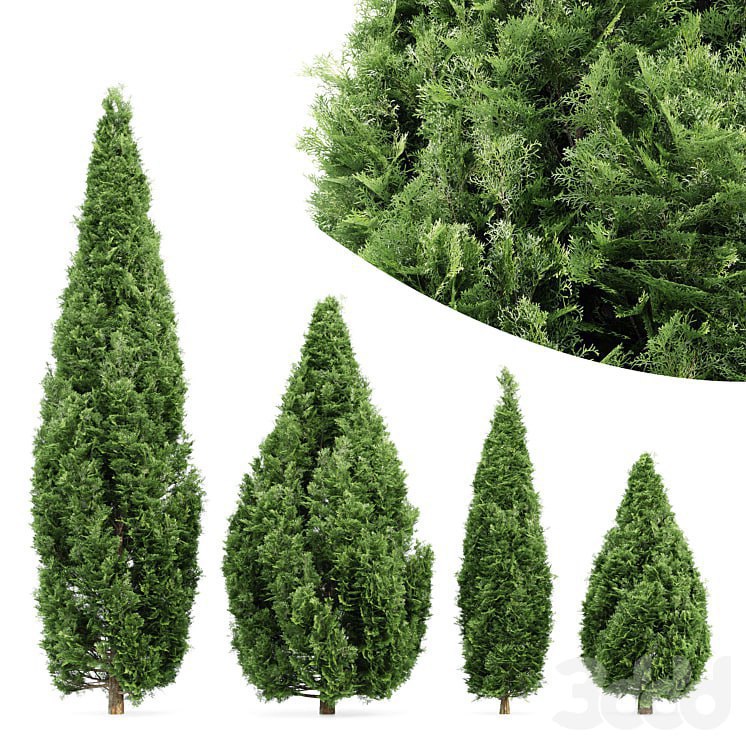 4 Rocky Mountain Juniper tree - Juniperus scopulorum