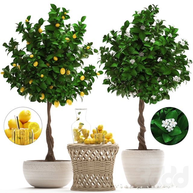 Plant Collection 265. Citrus limon, Lemon tree, rattan table, flowering tree, garden, outdoor flowerpot, lemonade, fruit, eco design, nature decor