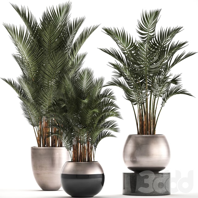 Plant collection 296. Home palm tree, howea, kentia, flowerpot, pot, luxury decor, interior, stylish, Howea forsteriana