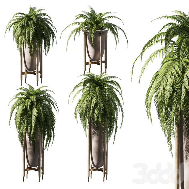 Fern in pots. 4 models