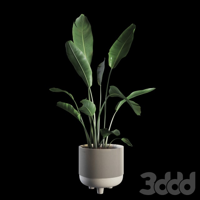 Indoor Plants Set 04