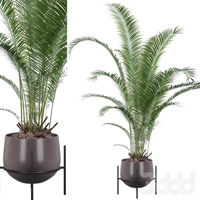 Areca Palm 01
