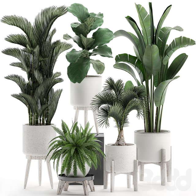 Plant Collection 573. Set of plants, Dipsis, palm tree, banana, fern, ficus lirata, white pots, flowerpot, Scandinavian style, interior, strelitzia, ravenala