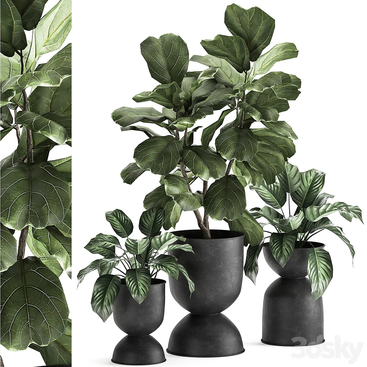 Plant collection 876. Ficus lirata, black flowerpot, loft, ornamental tree, small tree, metal flowerpot, pot, bush, Ficus lyrata
