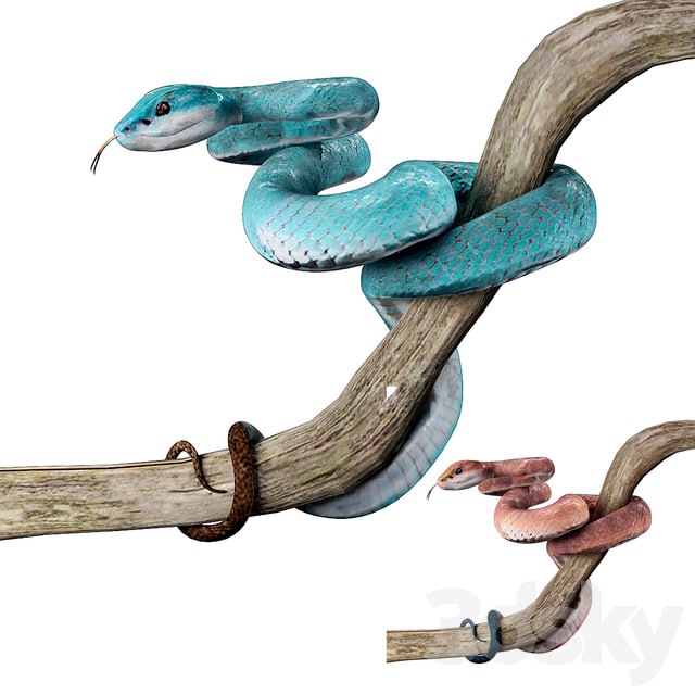 Blue island viper